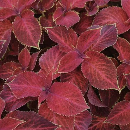 Velvet Red Wizard, Coleus Seeds - Packet image number null